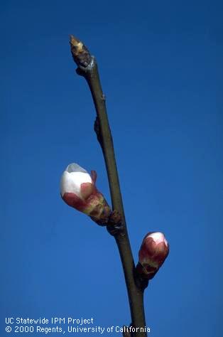 First white stage of apricot bloom.