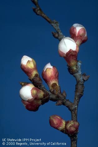 Popcorn stage of apricot bloom.