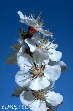 Apricot shoot tip at full bloom.