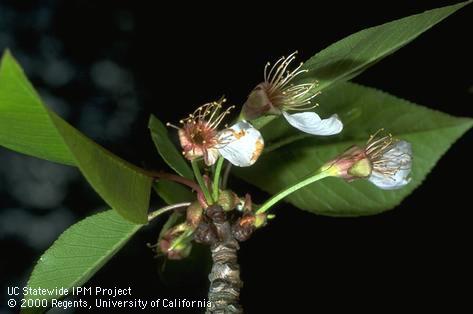 Cherry spur with blossoms at the petal fall stage.