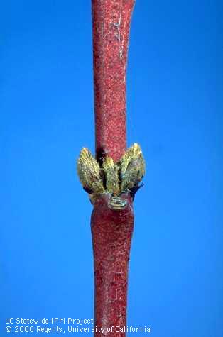 Dormant buds on nectarine.