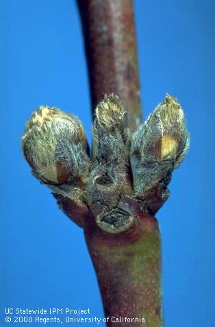 Nectarine buds at first swell stage.