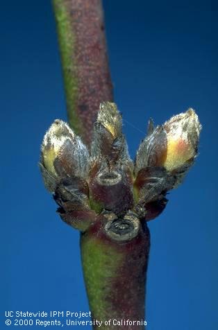 Nectarine buds at early green tip stage.