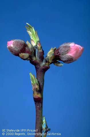 Nectarine buds at first pink stage.