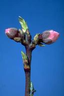 First pink stage of peach bloom.