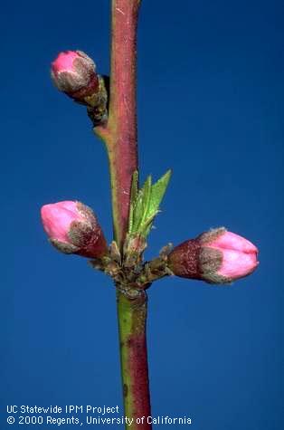 Nectarine buds at popcorn stage.