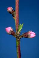 Green tip stage of plum bloom.