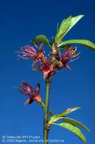 Nectarine shoot at petal fall.