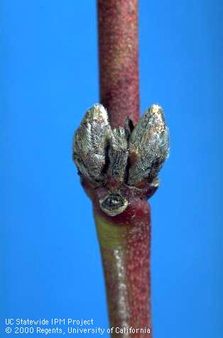 Dormant bud stage of peach.