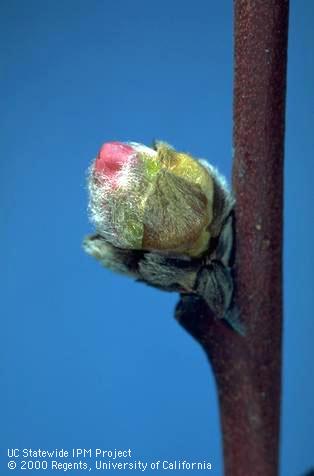 Peach bud at first pink stage.