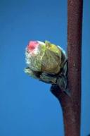 First pink stage of peach bloom.