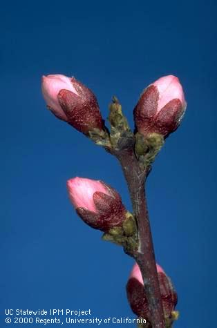 Popcorn stage of peach bloom.