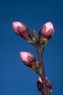 Green tip stage of plum bloom.