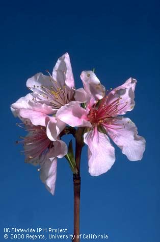 Peach buds at full bloom.