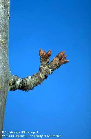 Plum dormant buds.