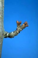 Dormant bud stage of plum bloom.