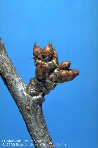 Plum dormant buds.