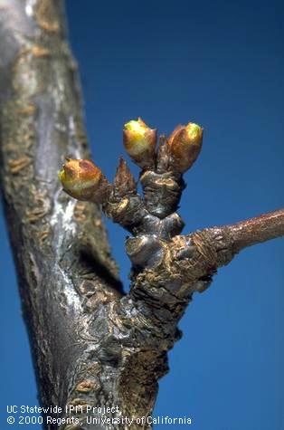 Flower buds of Santa Rosa plum at �first swell�.