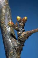 Bud swell stage of plum bloom.