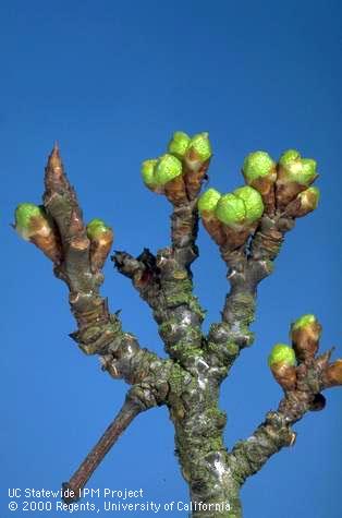 Flower buds of Santa Rosa plum at green tip.