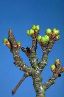 Green swell stage of plum bloom.