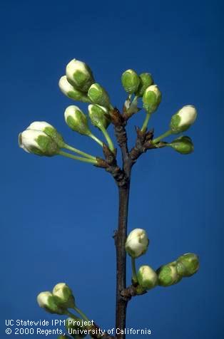 Flower buds of Santa Rosa plum at �popcorn� stage.