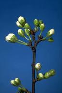 Popcorn stage of plum bloom.