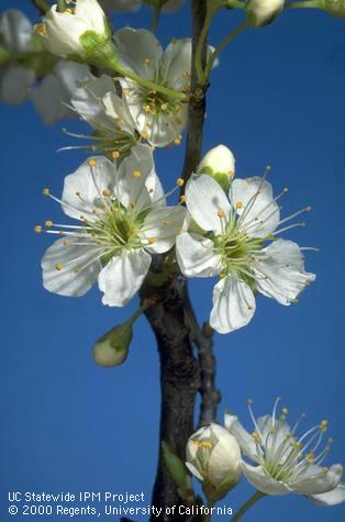 Flower buds of Santa Rosa plum at full bloom stage.