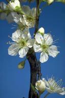 Full bloom stage of plum bloom.