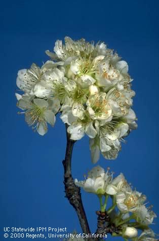 Santa Rosa plum �snowball� bloom.