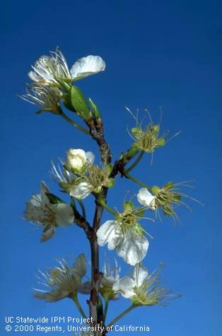 Santa Rosa plum blossoms at early petal fall.