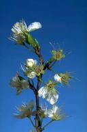 Petal fall stage of plum bloom.