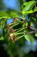 Jacket split stage of plum bloom.