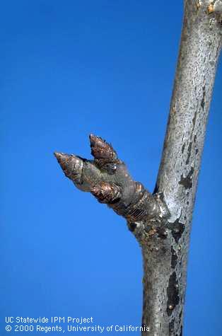 Dormant buds on spur of French prune.