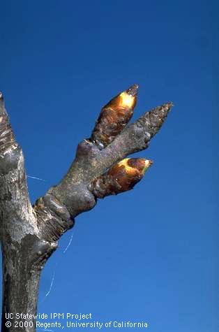 Prune fruiting spur with dormant bud and two beginning to swell.