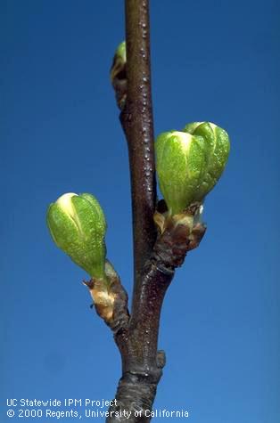 Prune blossoms at white tip stage.