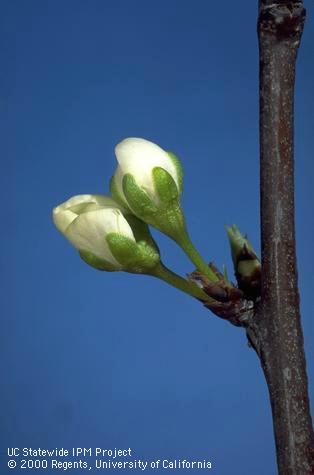 Prune blossoms at popcorn stage.