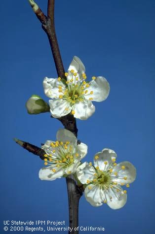 Prune blossoms at full bloom stage.