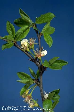 Prune blossoms at petal fall.