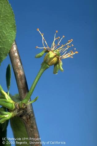 Prune at jacket split stage.