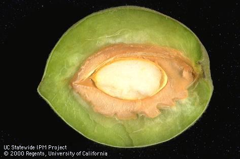 Longitudinal section of peach fruit after pit hardening.