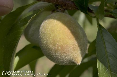 Young peach fruit.