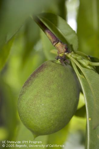 Young nectarine fruit.