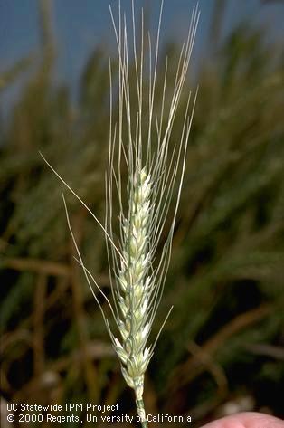 wheat head at soft dough stage turning yellow Davis, Credit: Jack Kelly Clark