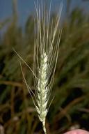 Volunteer wheat