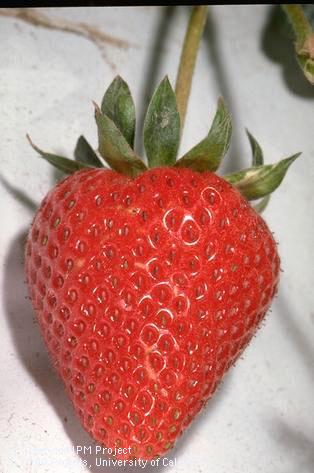 Strawberry fruit.