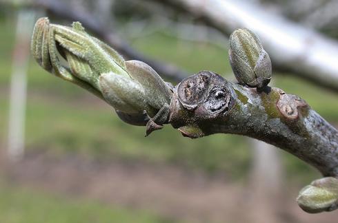 Newly expanding leaves on a walnut twig.  On the right is a bud breaking dormancy. 