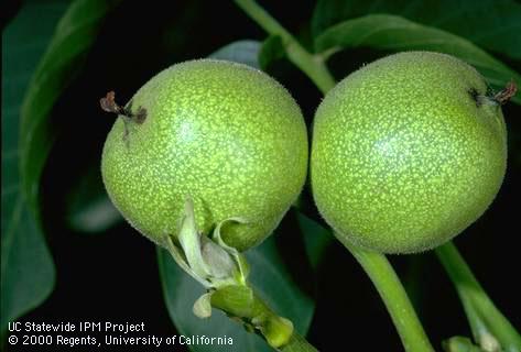 Reproductive growth of walnut.