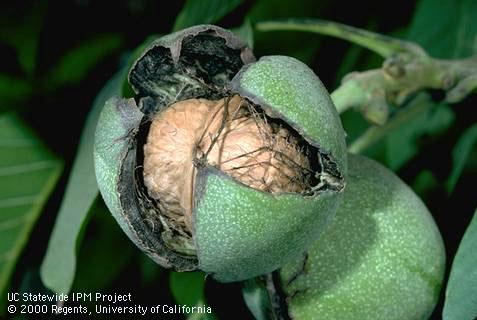 Reproductive growth of walnut.