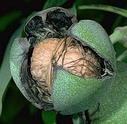 Harvest once the husks split